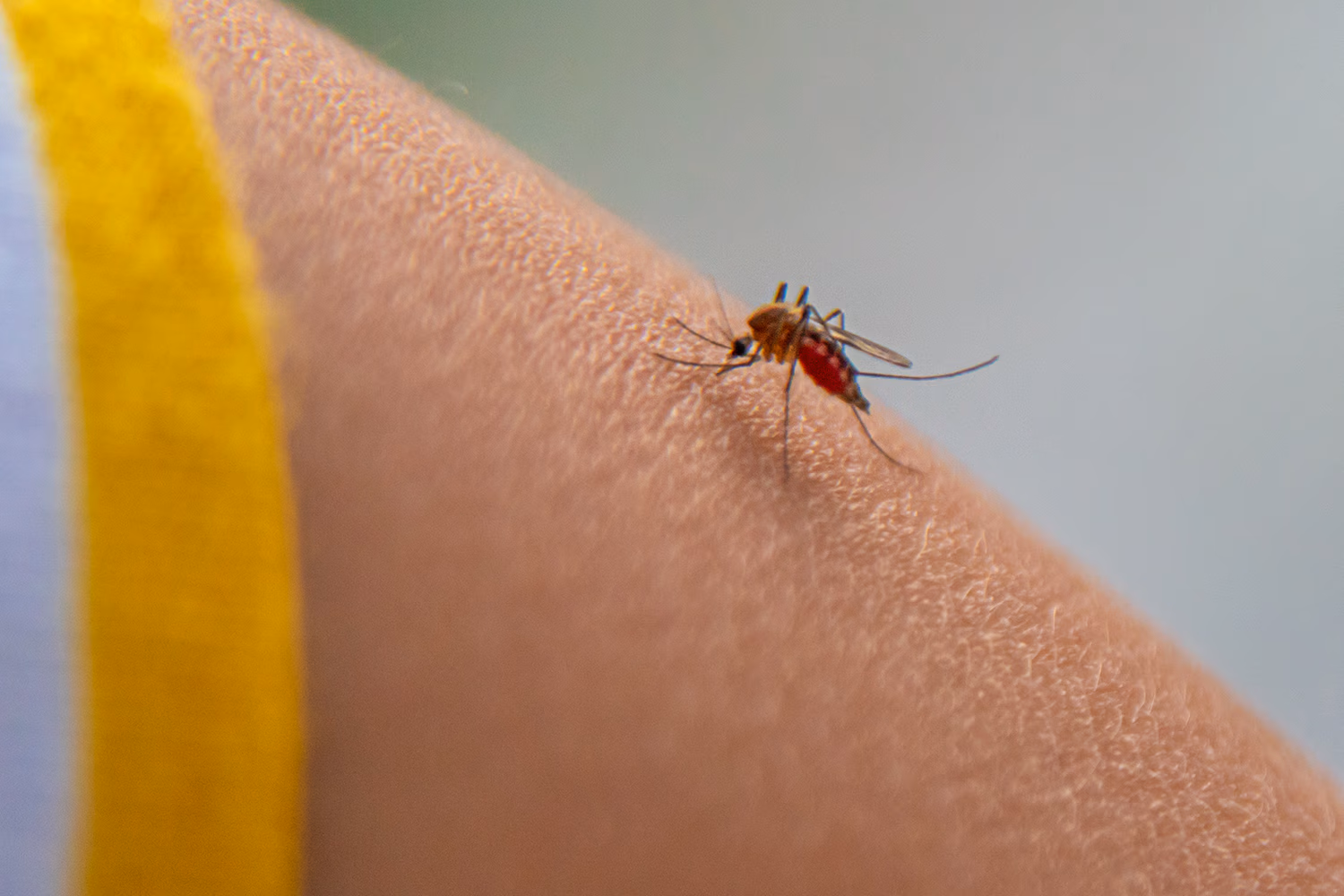 Eine Mücke, die ein Kind in den Arm sticht – Malariaprophylaxe für weite Reisen wie z.B. nach Asien ist wichtig.